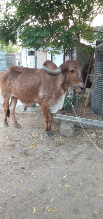 थंबनेल 3