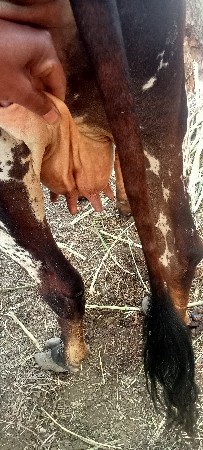 ગાય વેચવાની છે