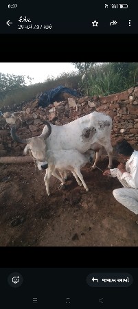 ગાય વેચવાની છે