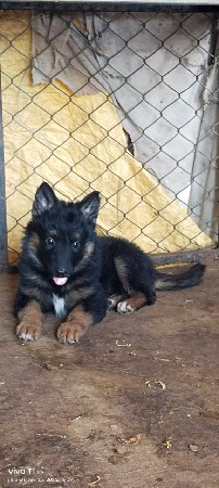 જર્મન લોગ કોટ મેલ પપી