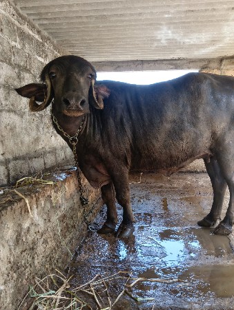 2દાતેખડેલીવેસવાનીસે