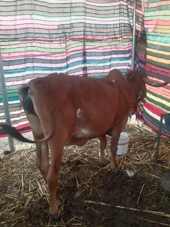 थंबनेल 3