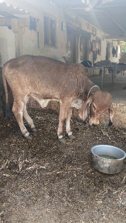 ગીર વાસડી વેચવાની છે