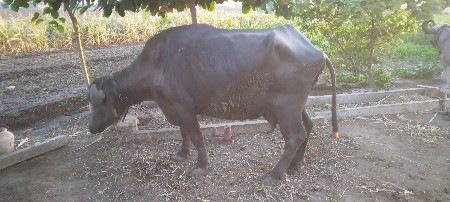 थंबनेल 3