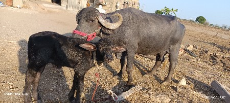 20 દિવસ ની