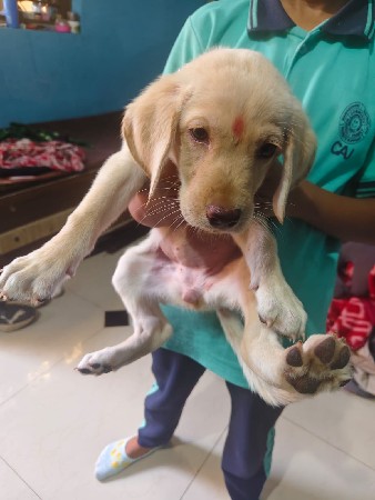લેબરા ડોગ ફિમેલ વેચવાનું છે