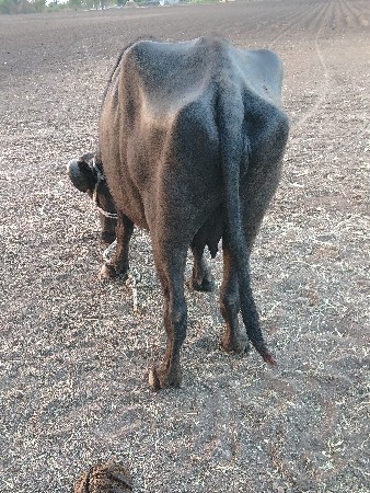 ખળેલી વેસવા નીસે