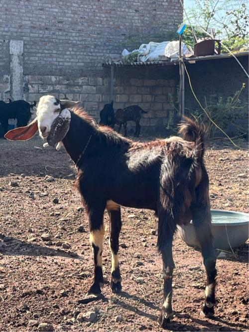 3 bakra 1.5 varas na