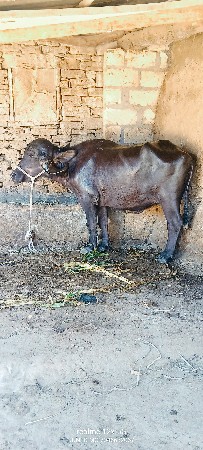 थंबनेल 2