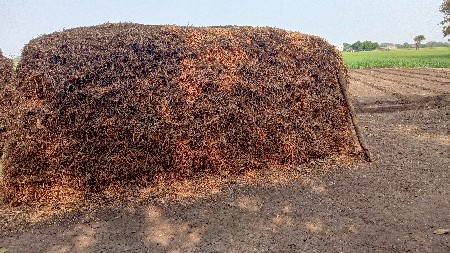 પાલો વેચવાનો છે જીવીશ નો