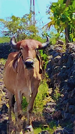 વેચવાના છે