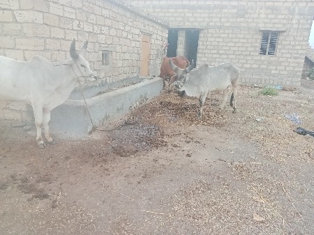 थंबनेल 3