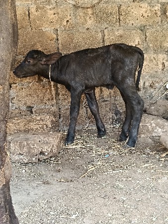 ભેંસ વેચવાની છે