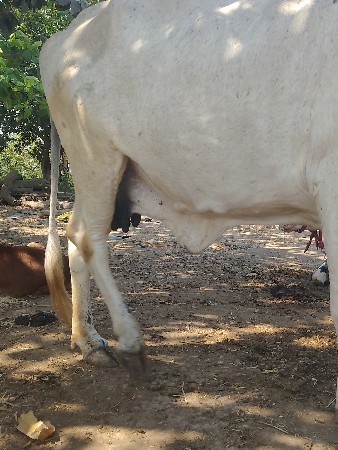 થંબનેલ 2