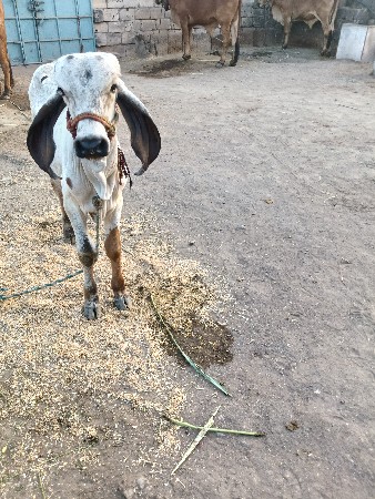 વાછડો (ખૂંટ )