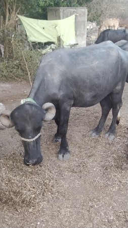 थंबनेल 3