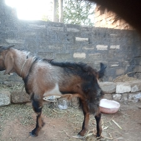 બકરો વેચવાનો છે
