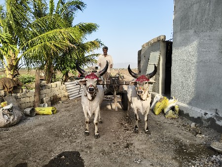 ગોઢલા વેચવાના છે