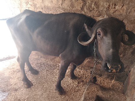 थंबनेल 2