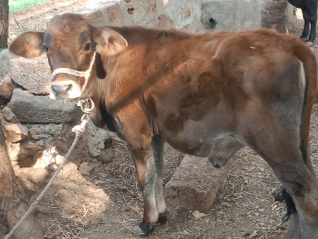 જર્સી વાસળી વેચવાની છે