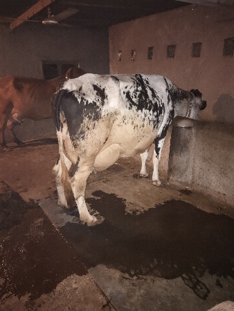 ગાય વેચવાની છે