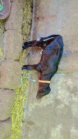 HF ગાય આપવાની સે