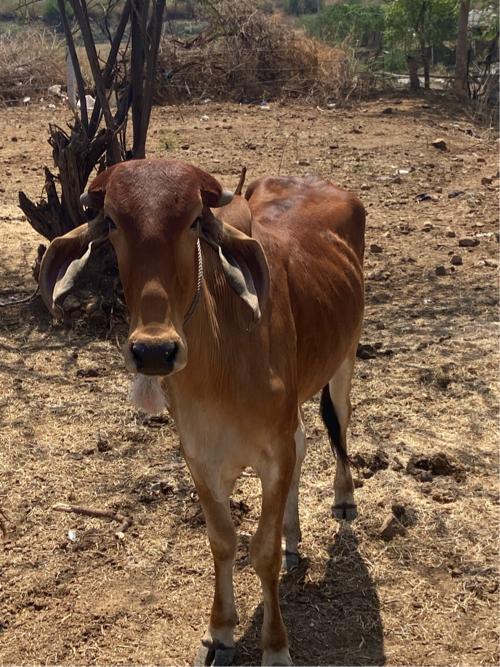 થંબનેલ 3