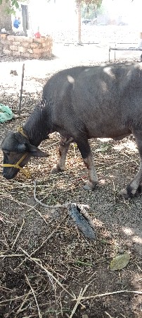 પાડિ વેચવાનિ છે