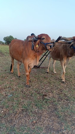 ગોઠવો બડધ વેચવાનું છે