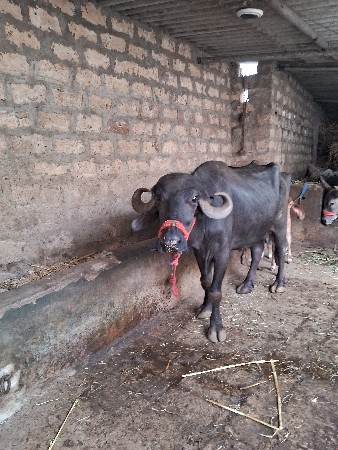 2વેતર ખડેલી વેસવાનીછે