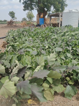 થંબનેલ 2