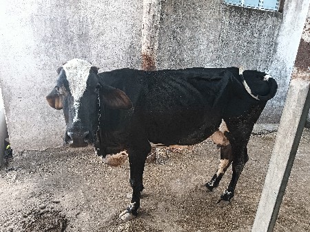 સાટા કરવના છે
સાટા કરવના છે.