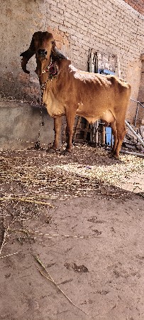 थंबनेल 2