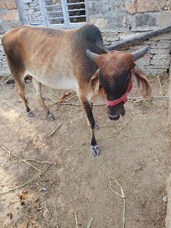 વચ્ચેરી લેવાની છે