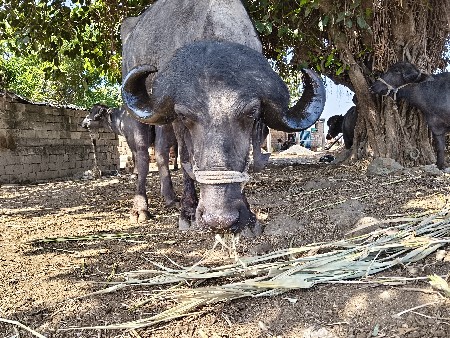 थंबनेल 2