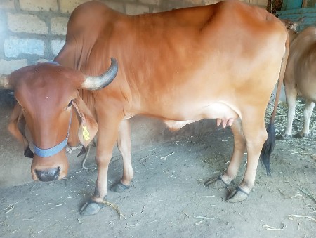 ગાય વેચવાની છે