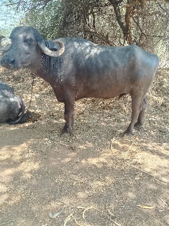 ખડેલી વેસવાની છે