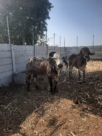 ગીર નંદી