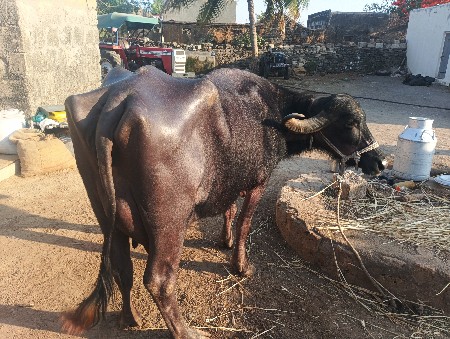 આ ભેંસ વેચવાની છે