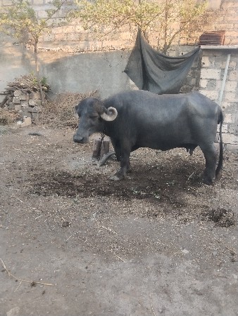 થંબનેલ 3