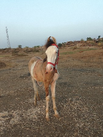 વસેરો સે વિગત વાસવી 👇