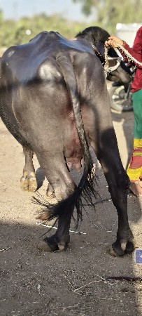 थंबनेल 3