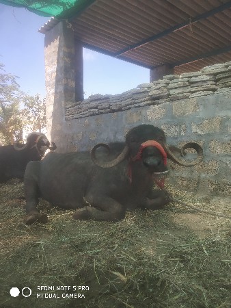 थंबनेल 2