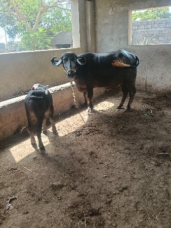 थंबनेल 5