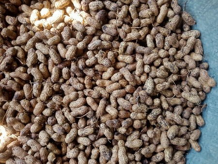 મગફળી બત 32