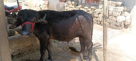 પાડો વેચવાનો છે