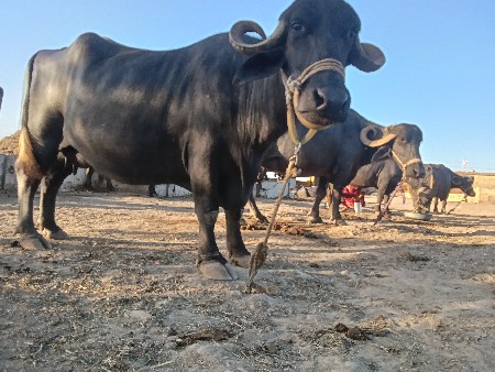 ભેંસ વેચવાની છે