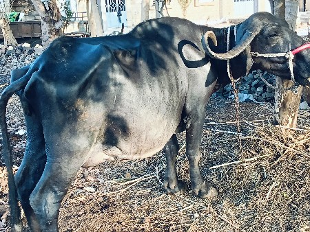 ભેંસ વેસવાની છે
