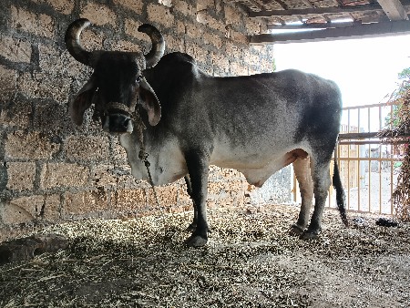 બરદ  વેચવા નૉ સે