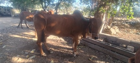 થંબનેલ 3